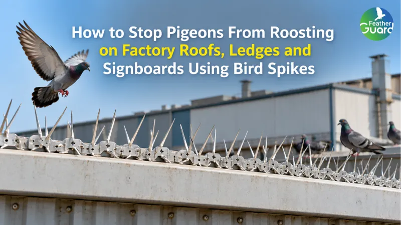 How to Stop Pigeons From Roosting on Factory Roofs, Ledges and Signboards Using Bird Spikes