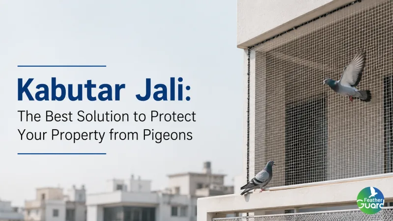 Kabutar Jali the Best Solution to Protect your Property from Pigeons