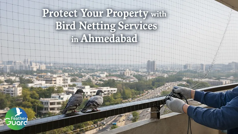 Protect your Property with Bird Netting Services in Ahmedabad