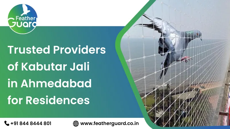 Trusted Providers of Kabutar Jali in Ahmedabad for Residences