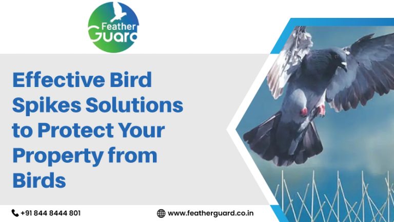 Effective Bird Spikes Solutions to Protect Your Property from Birds