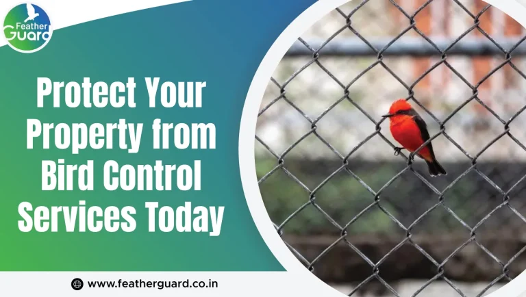 Protect Your Property from Bird Control Services Today