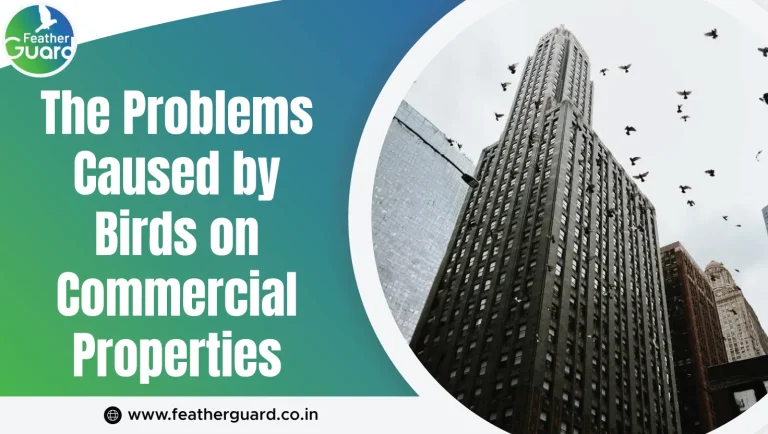 The Problems Caused by Birds on Commercial Properties